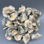 Albino A+ Mushrooms: Everything You Need to Know