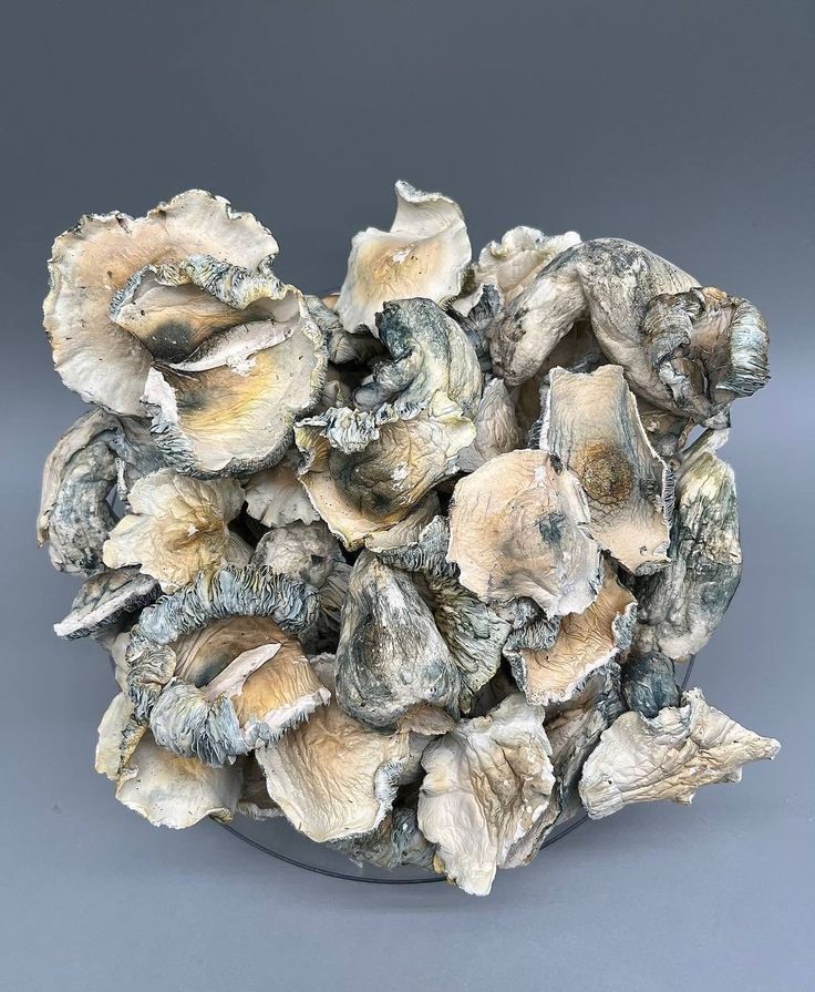 Albino A+ Mushrooms: Everything You Need to Know