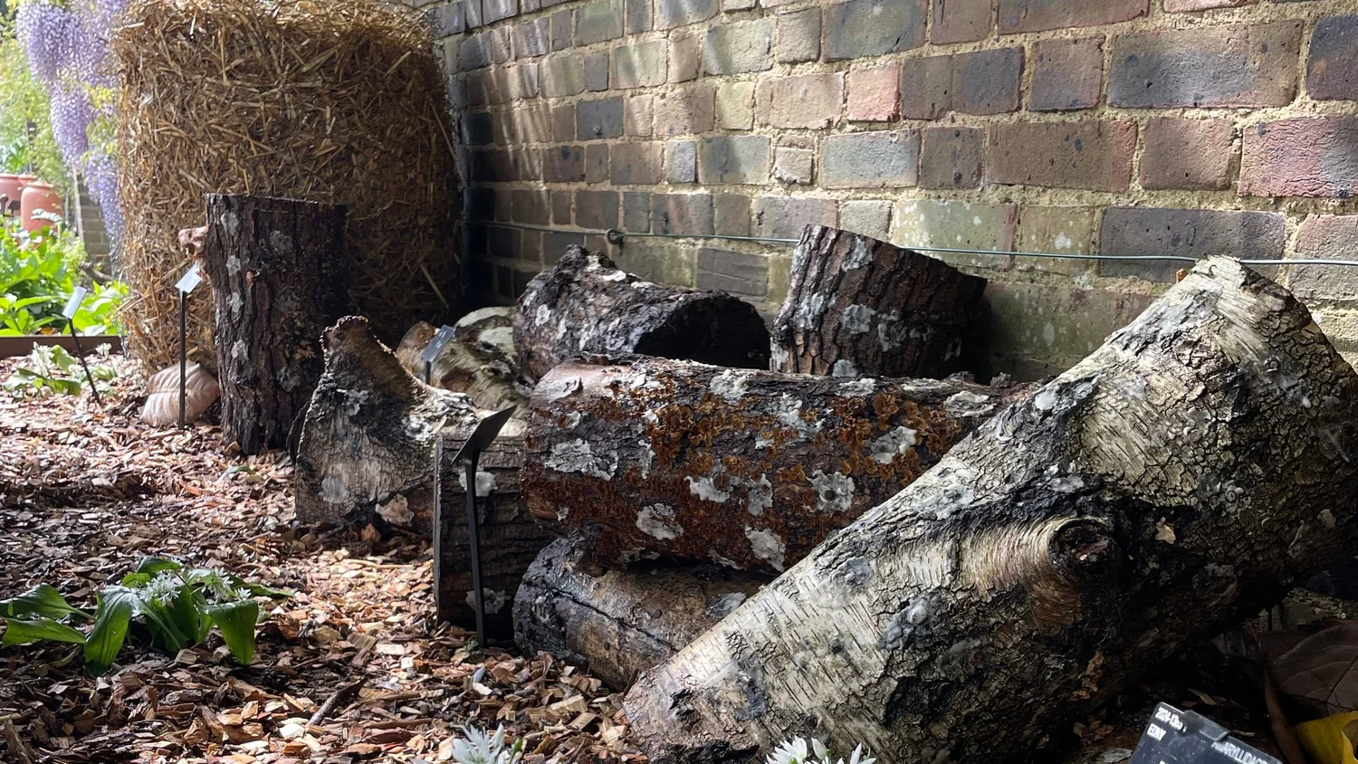 How to actually harvest your mushrooms, not totally freak out, and, you know, maybe not poison yourself in the process.